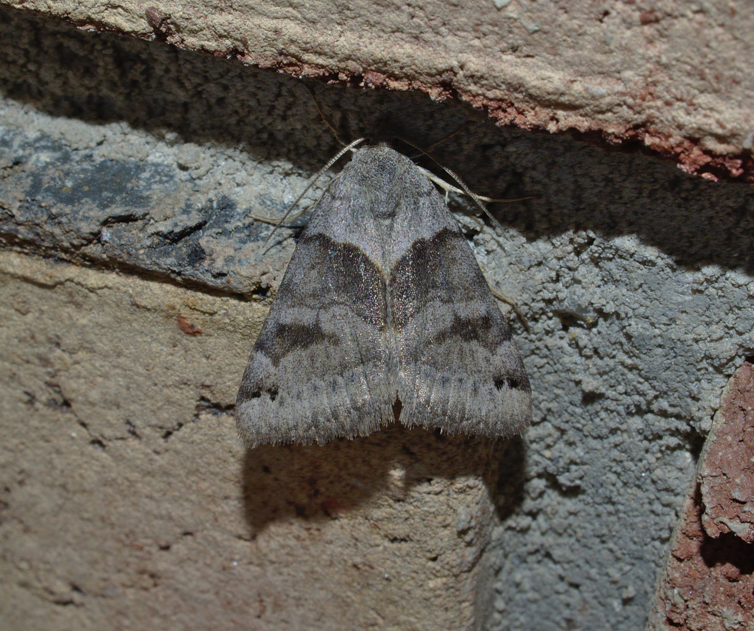 Forage looper..  I hardly forage know her!_20200430.jpg